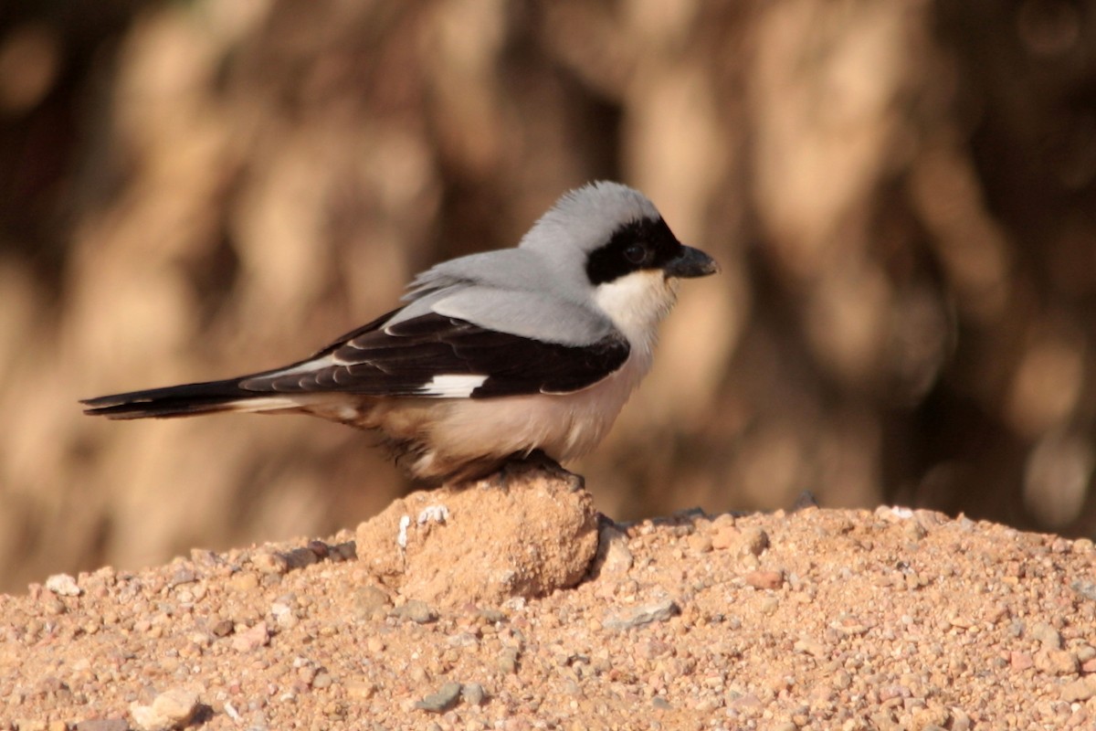 Lesser Gray Shrike - ML607461941