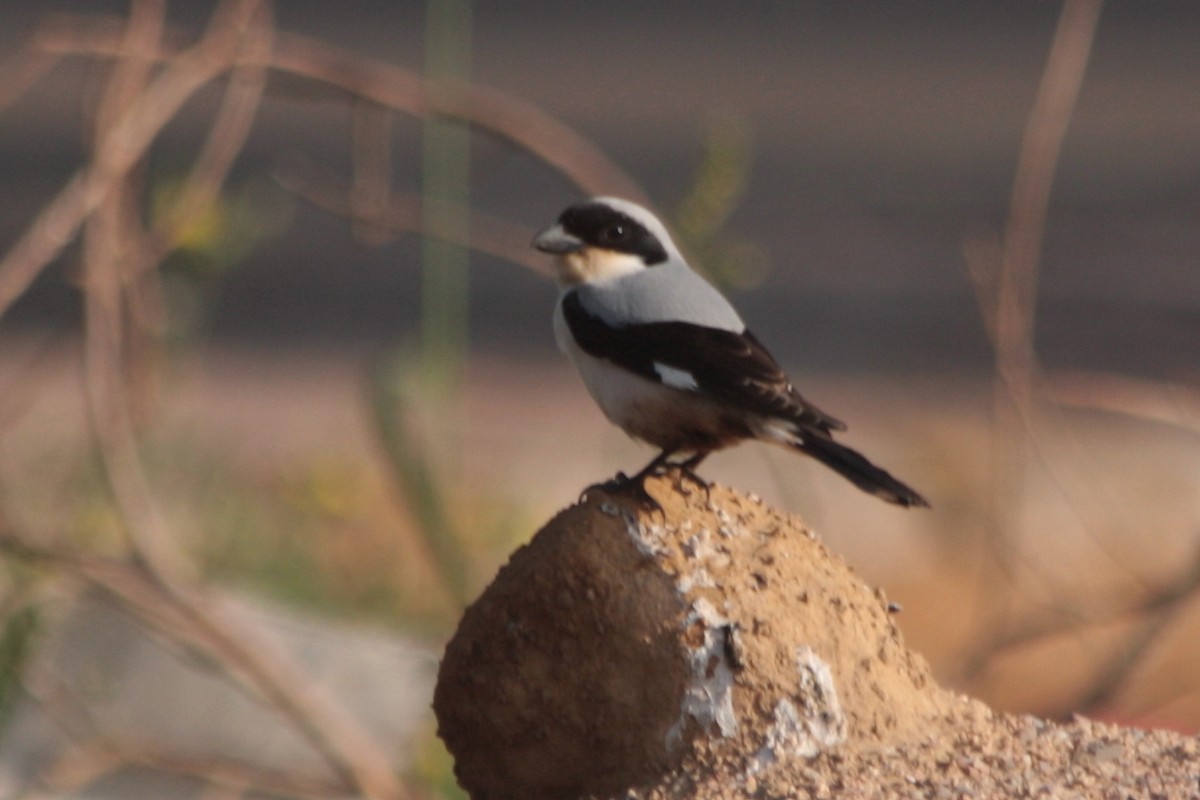 Lesser Gray Shrike - ML607461951