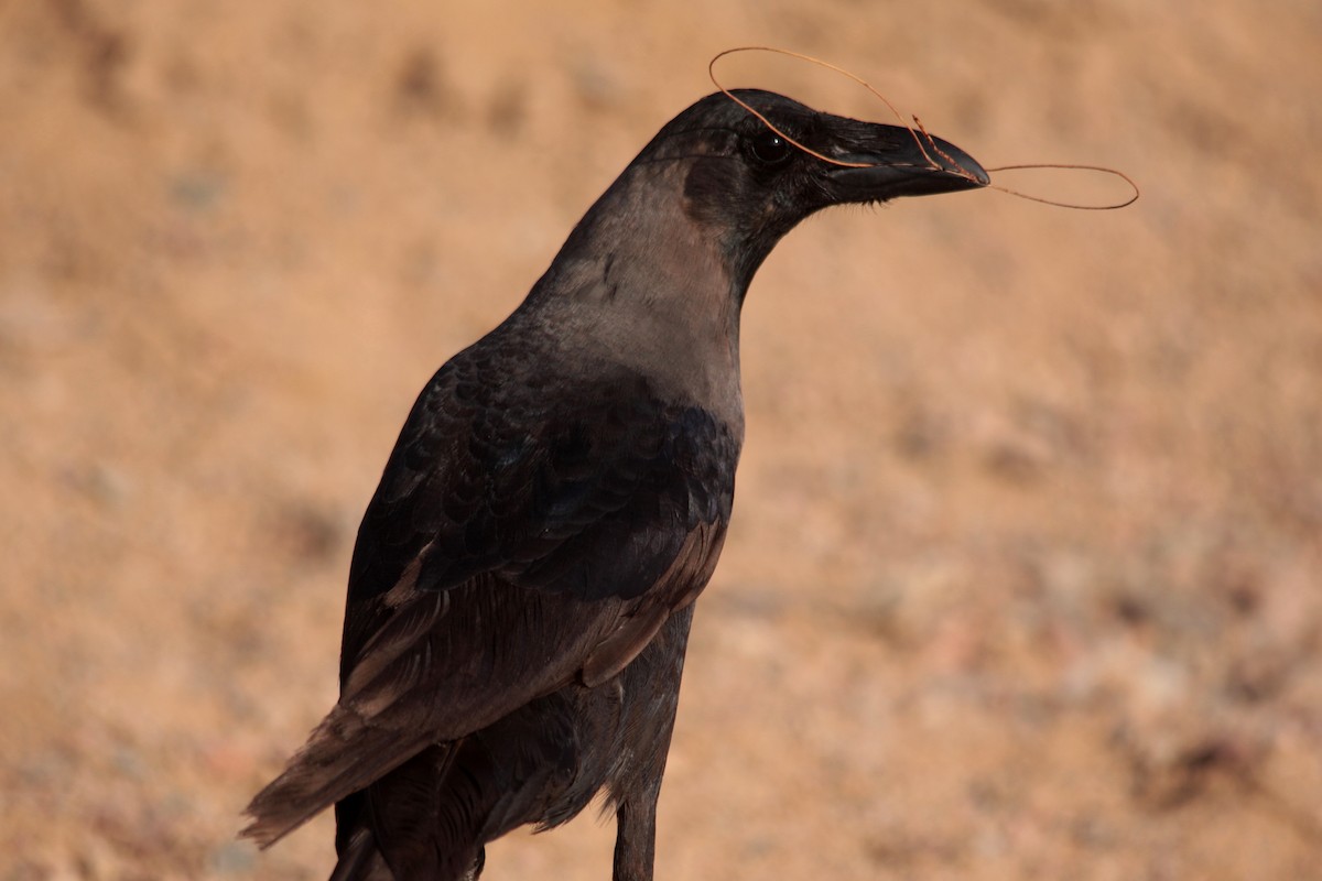 House Crow - ML607462001