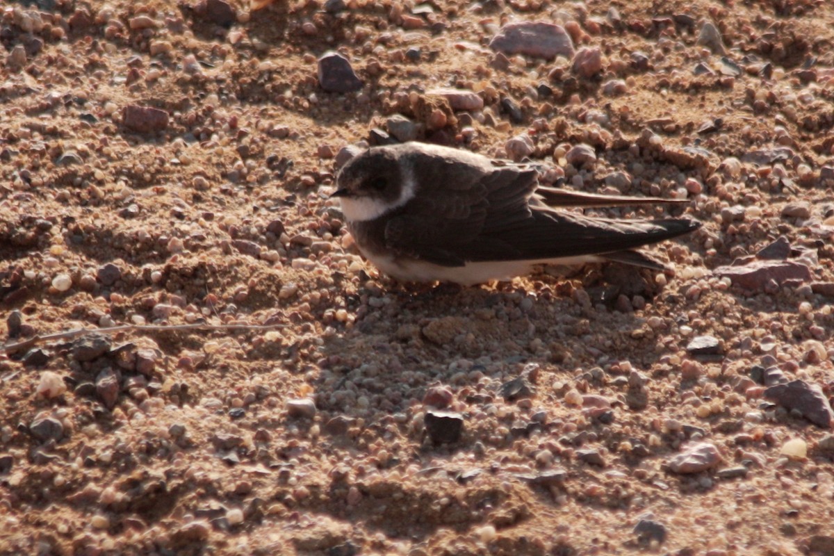 Bank Swallow - ML607462241