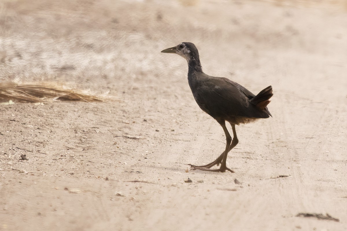 White-breasted Waterhen - ML607462251