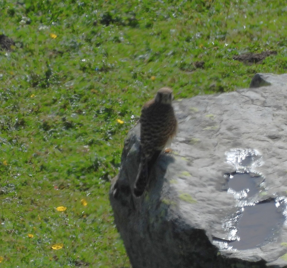 Eurasian Kestrel - ML607462691