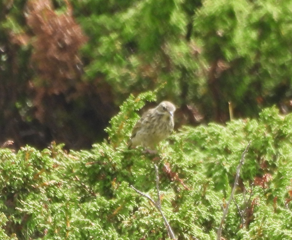 Rosy Pipit - Chandrika Khirani