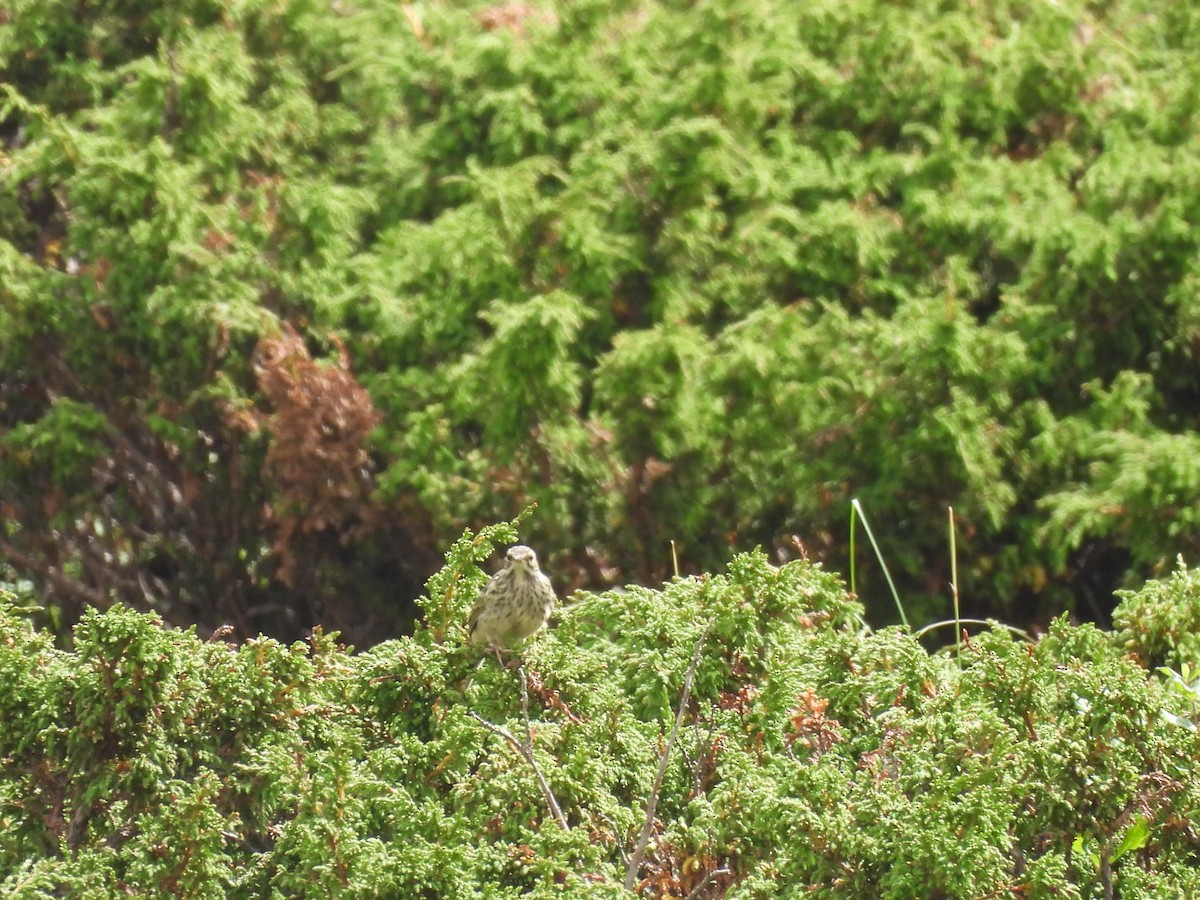 Rosy Pipit - Chandrika Khirani