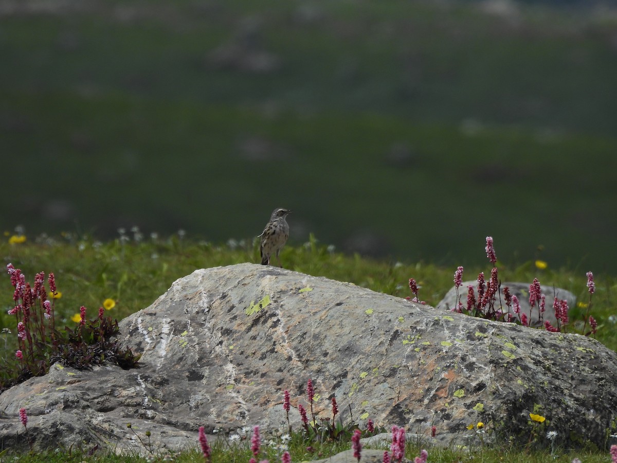 Rosy Pipit - Chandrika Khirani