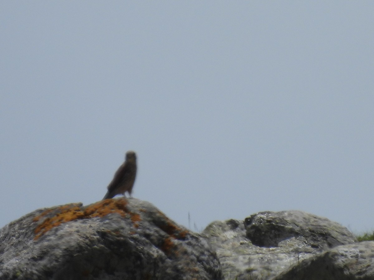 Eurasian Kestrel - Chandrika Khirani