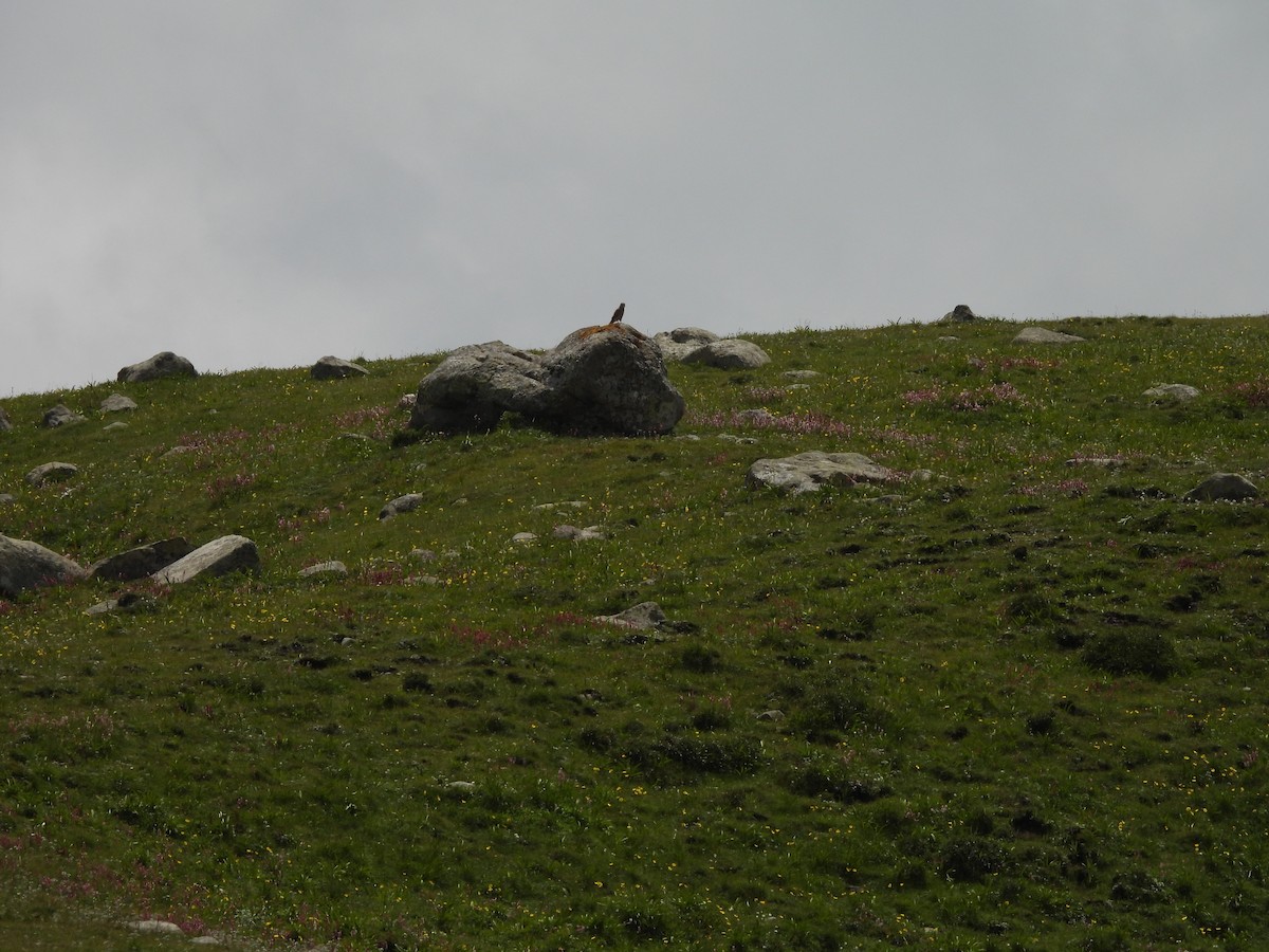 Eurasian Kestrel - ML607464391