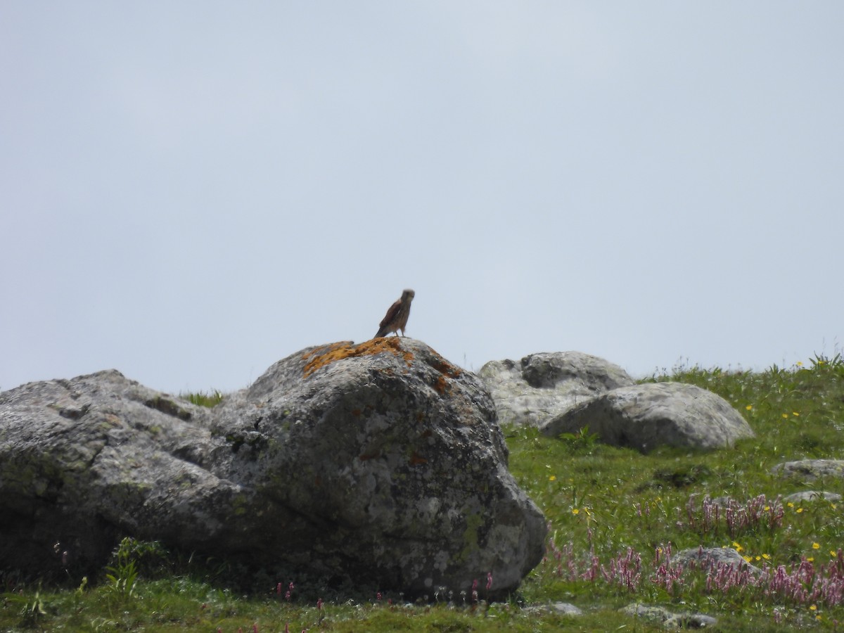 Eurasian Kestrel - Chandrika Khirani