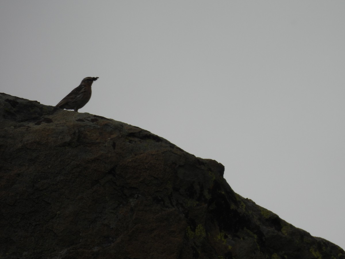 Rosy Pipit - Chandrika Khirani