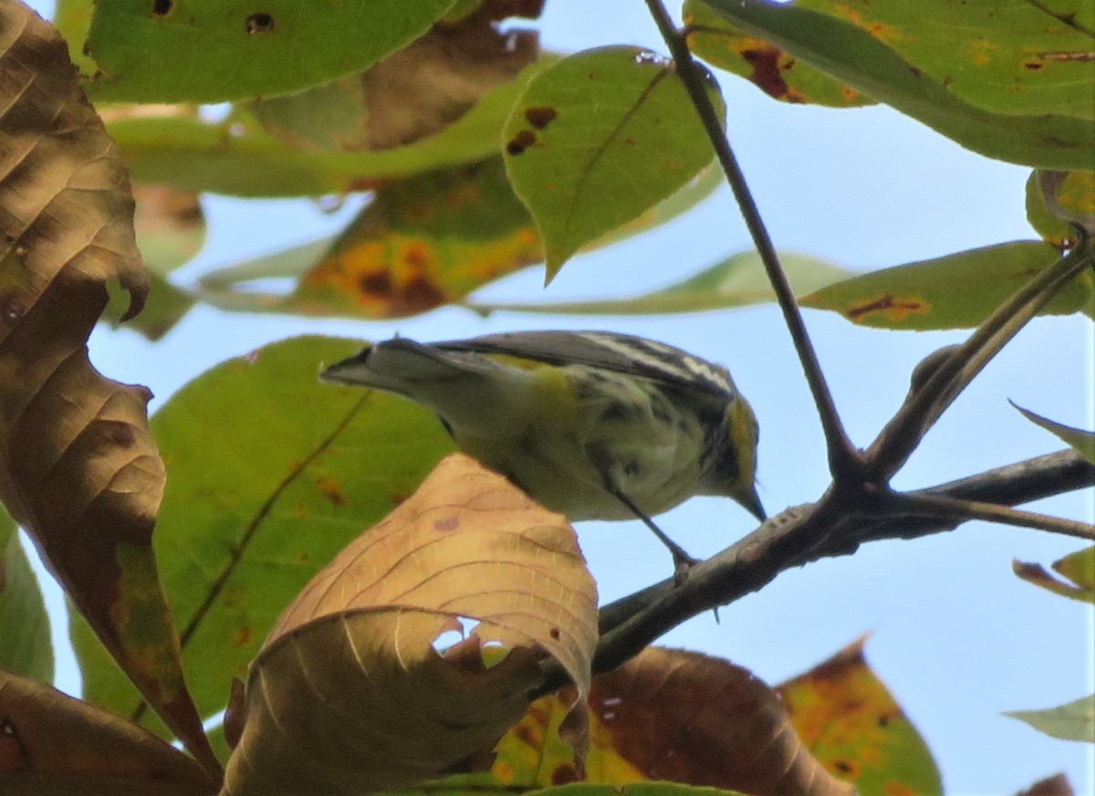 Black-throated Green Warbler - ML607464901