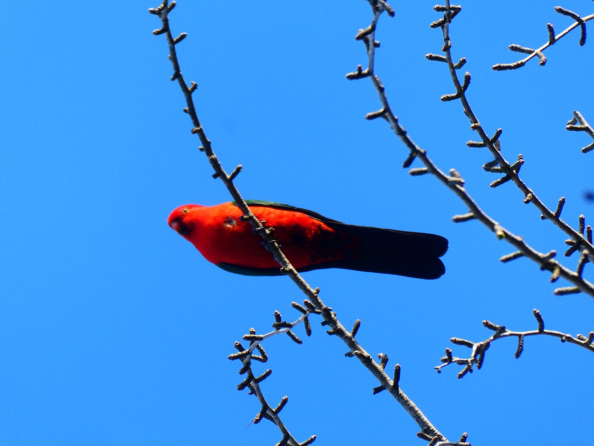 Australian King-Parrot - Lev Ramchen