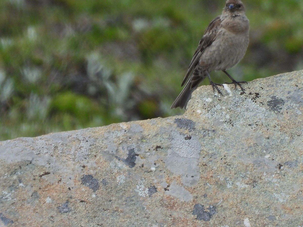 Plain Mountain Finch - Chandrika Khirani