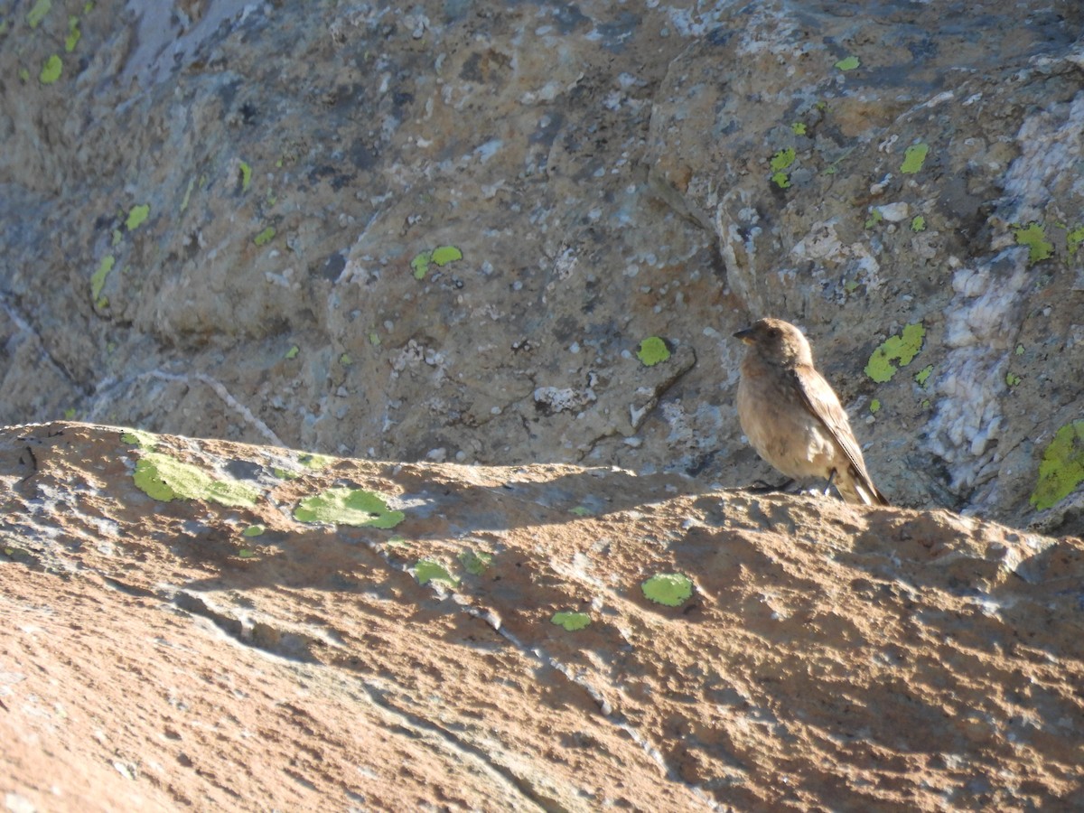 Plain Mountain Finch - Chandrika Khirani