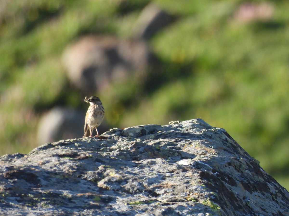 Rosy Pipit - Chandrika Khirani