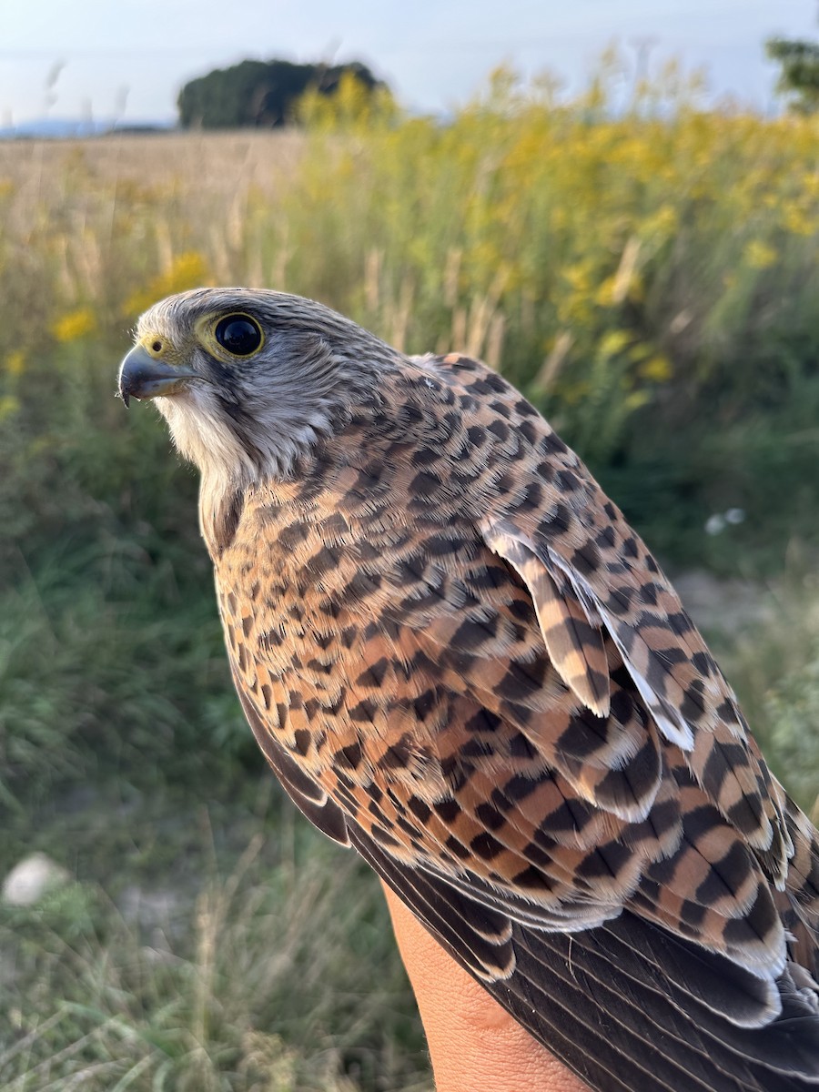 Eurasian Kestrel - ML607468221