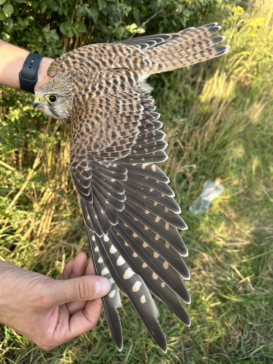 Eurasian Kestrel - ML607468301