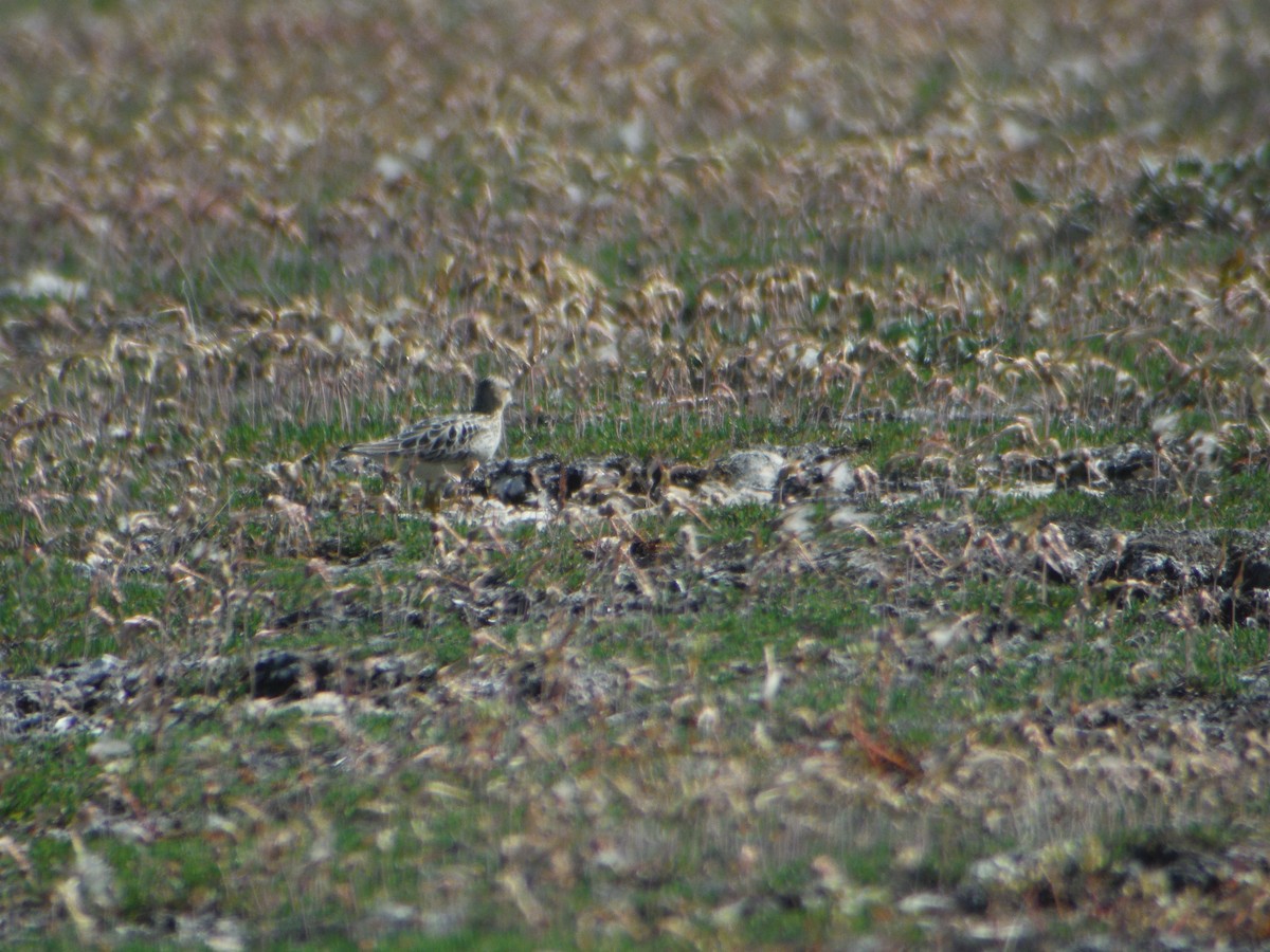 Buff-breasted Sandpiper - ML60746841