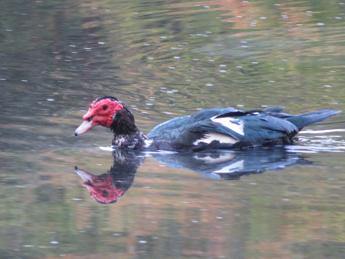 Muscovy Duck (Domestic type) - ML607468671