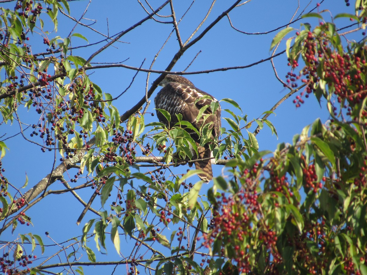 Red-tailed Hawk (borealis) - ML607469021