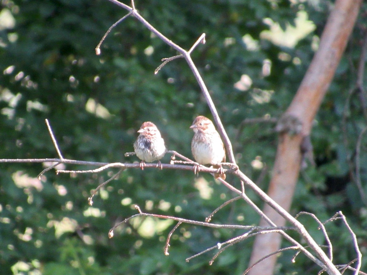 Song Sparrow - ML607469171