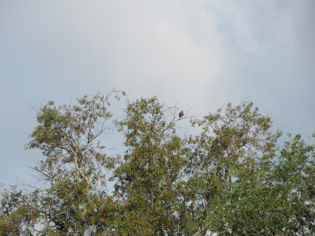 Red-tailed Hawk (borealis) - ML607469241