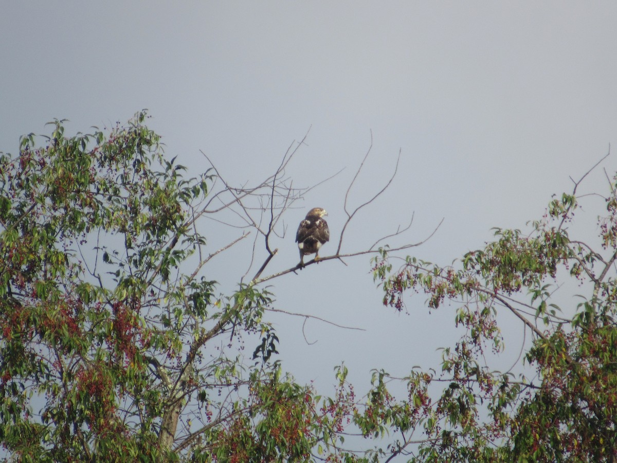 Red-tailed Hawk (borealis) - ML607469261