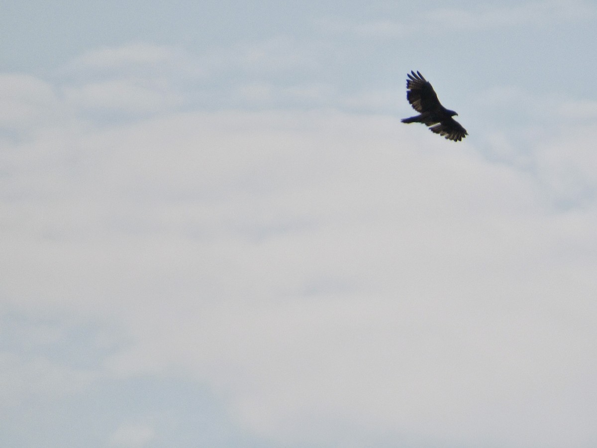 Red-tailed Hawk (borealis) - ML607469361