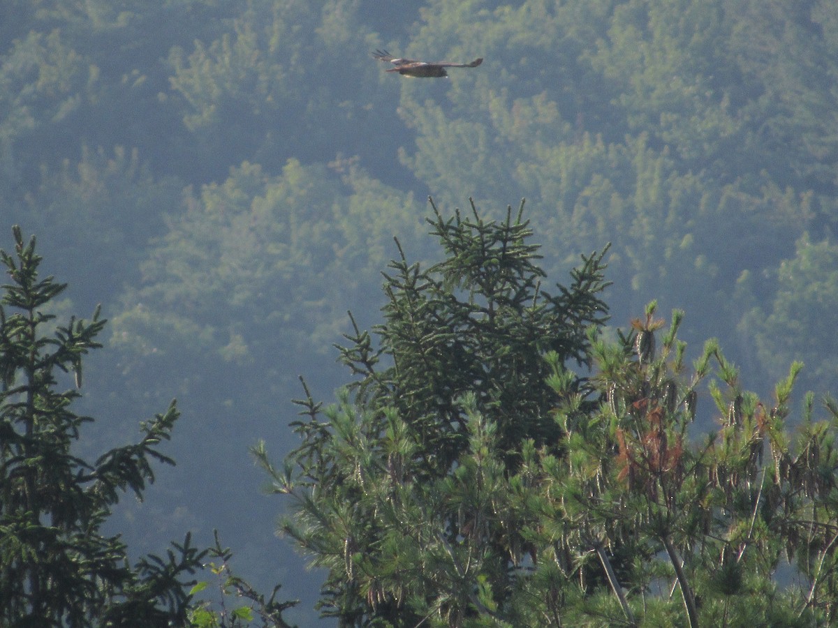 Red-tailed Hawk (borealis) - ML607469371