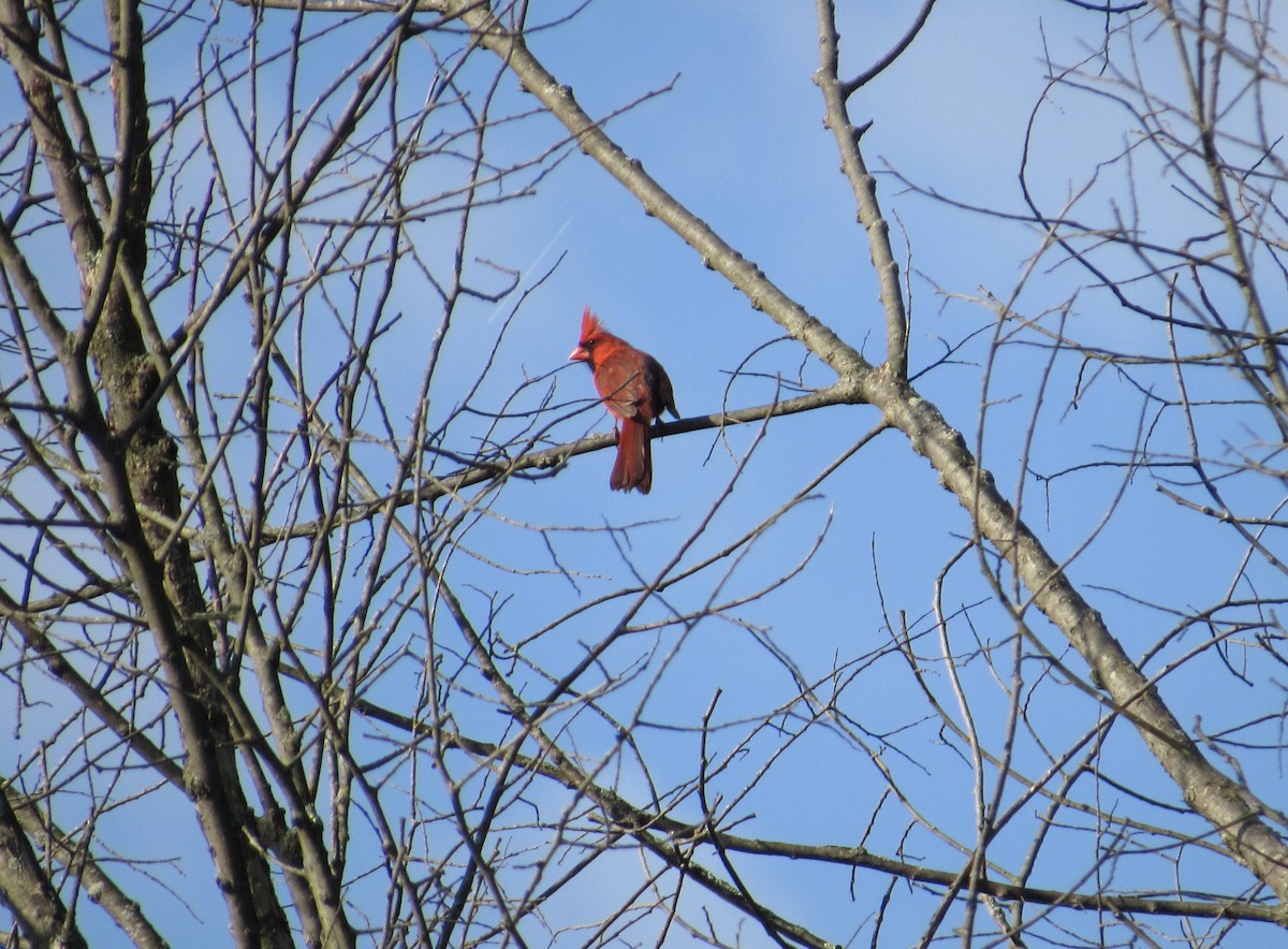 Cardinal rouge - ML607469571