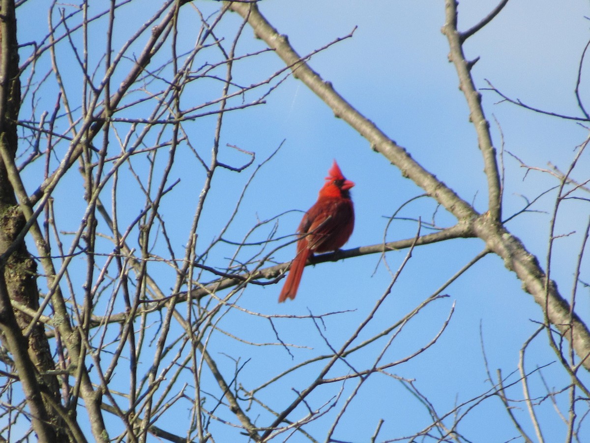 Cardinal rouge - ML607469581