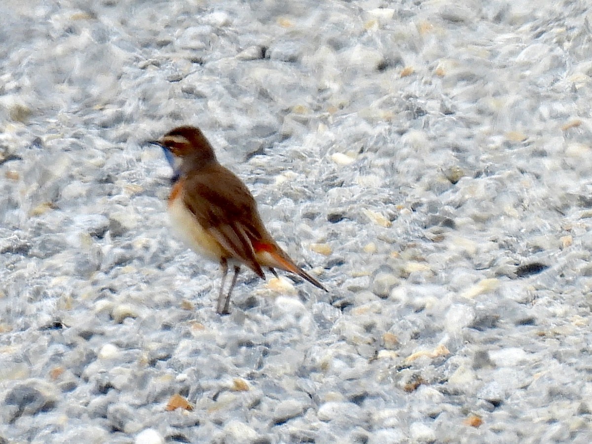 Bluethroat - ML607469841