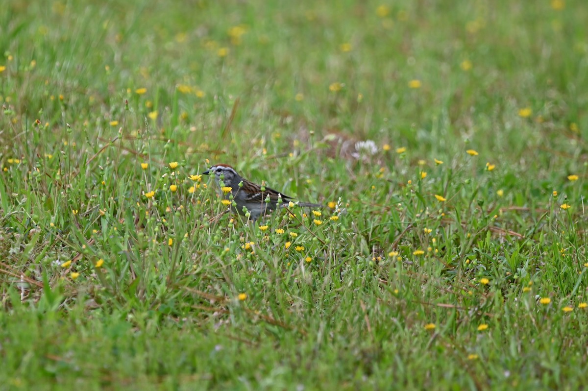 Chipping Sparrow - ML607469971