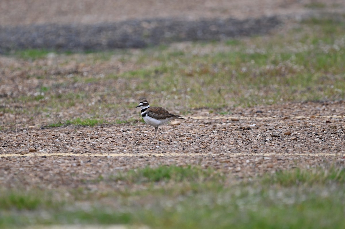 Killdeer - Jody Shugart