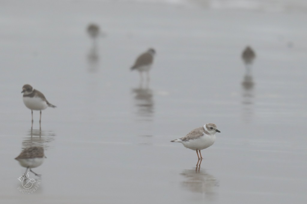 Piping Plover - ML607471411