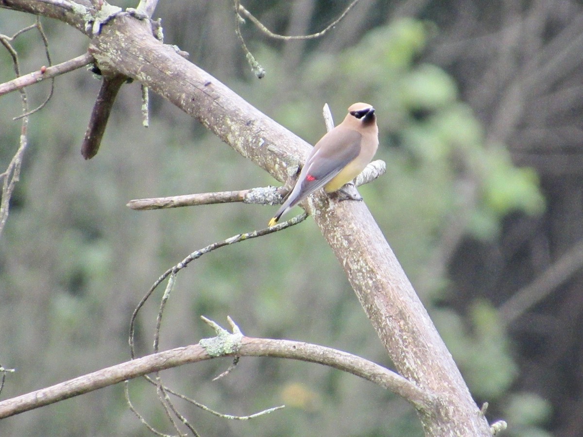 Cedar Waxwing - ML607471521