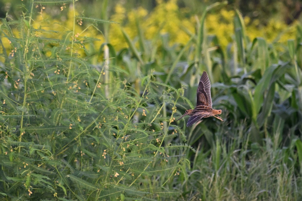 Pin-tailed Snipe - ML607472301