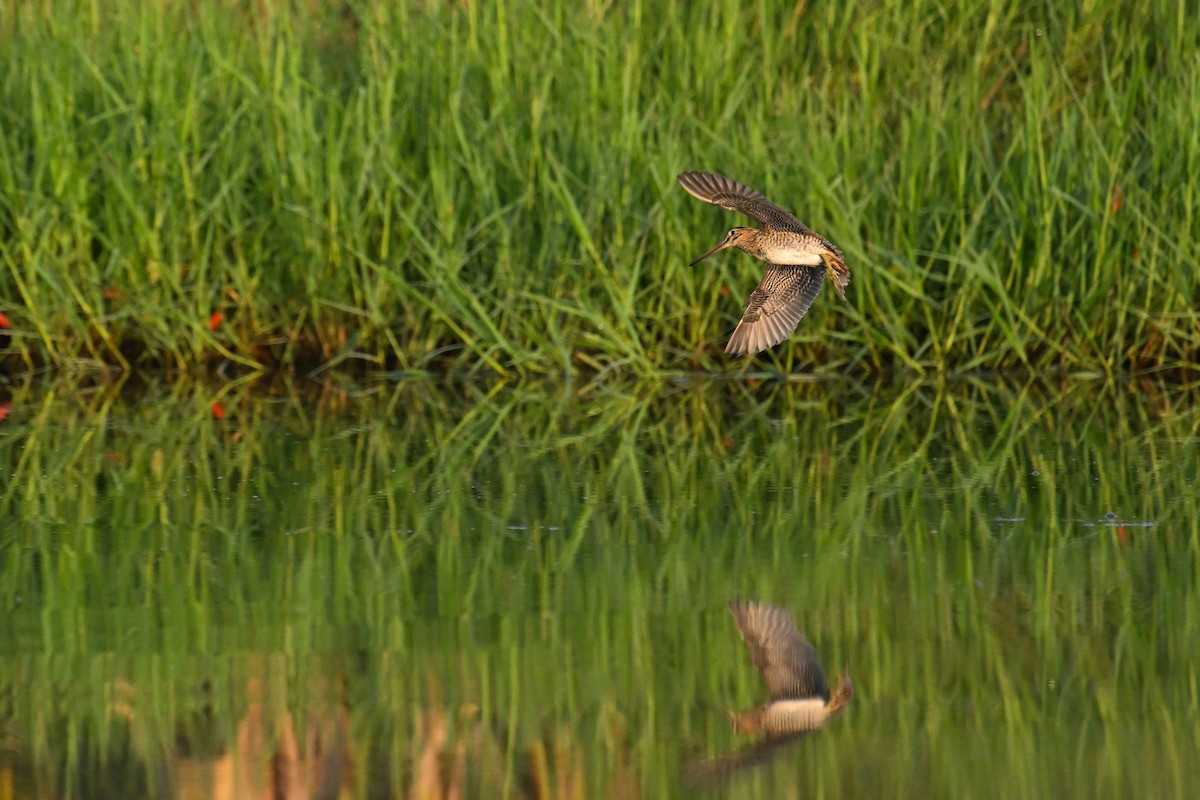 Pin-tailed Snipe - Ting-Wei (廷維) HUNG (洪)