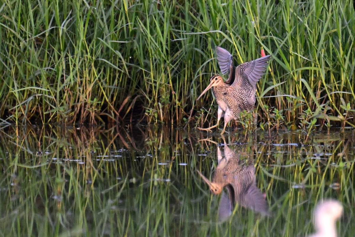 Pin-tailed Snipe - ML607472361