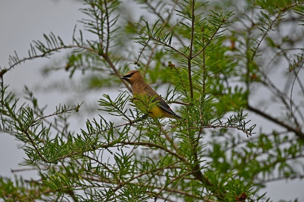 Cedar Waxwing - ML607472391