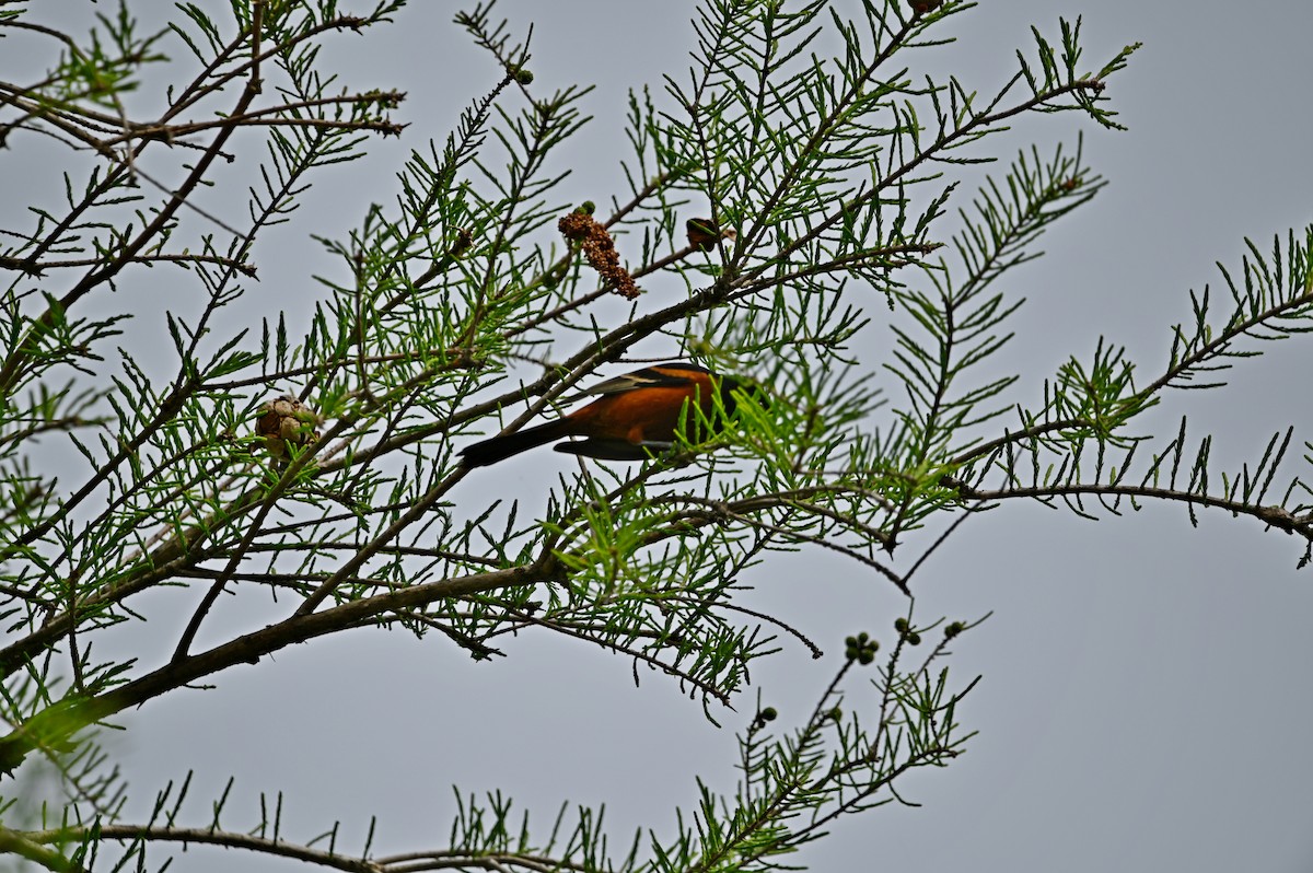 Orchard Oriole - ML607472501