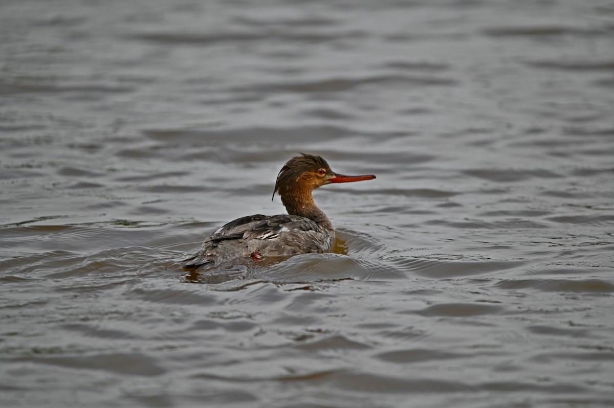 Red-breasted Merganser - ML607472541