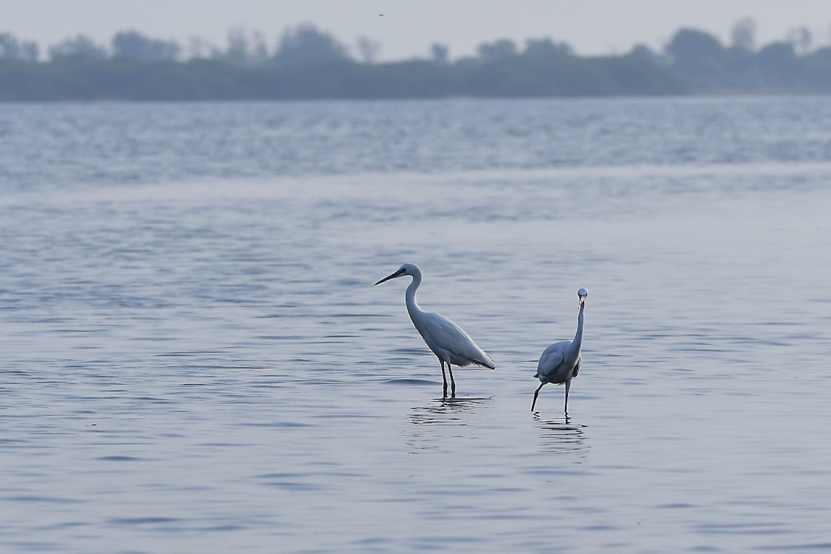 Little Egret - ML607472591