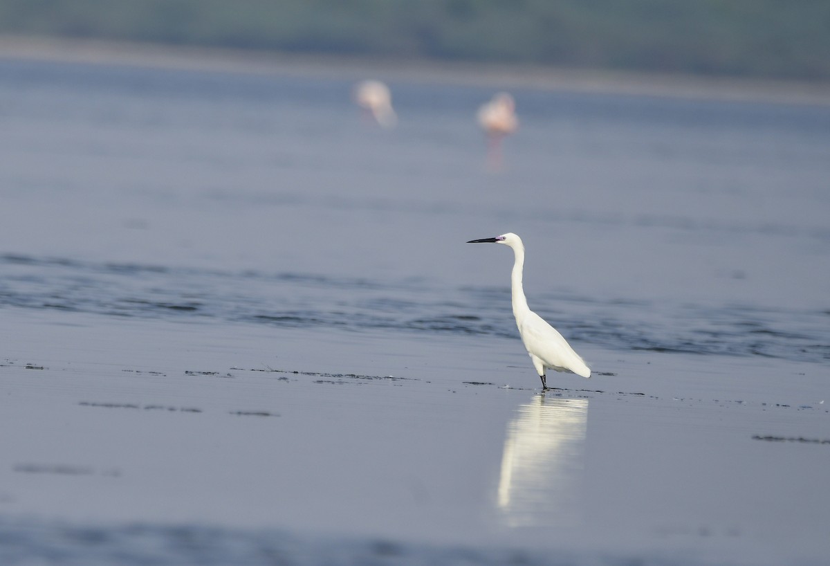 Little Egret - ML607472881