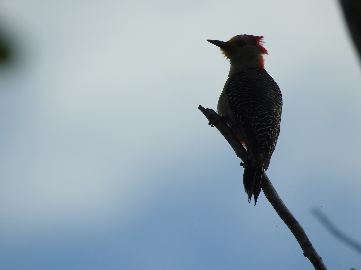 Yucatan Woodpecker - Great Mayan Birding by Ichi Tours