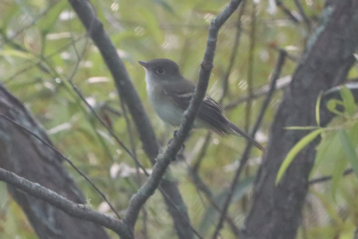 Empidonax sp. - ML607473571