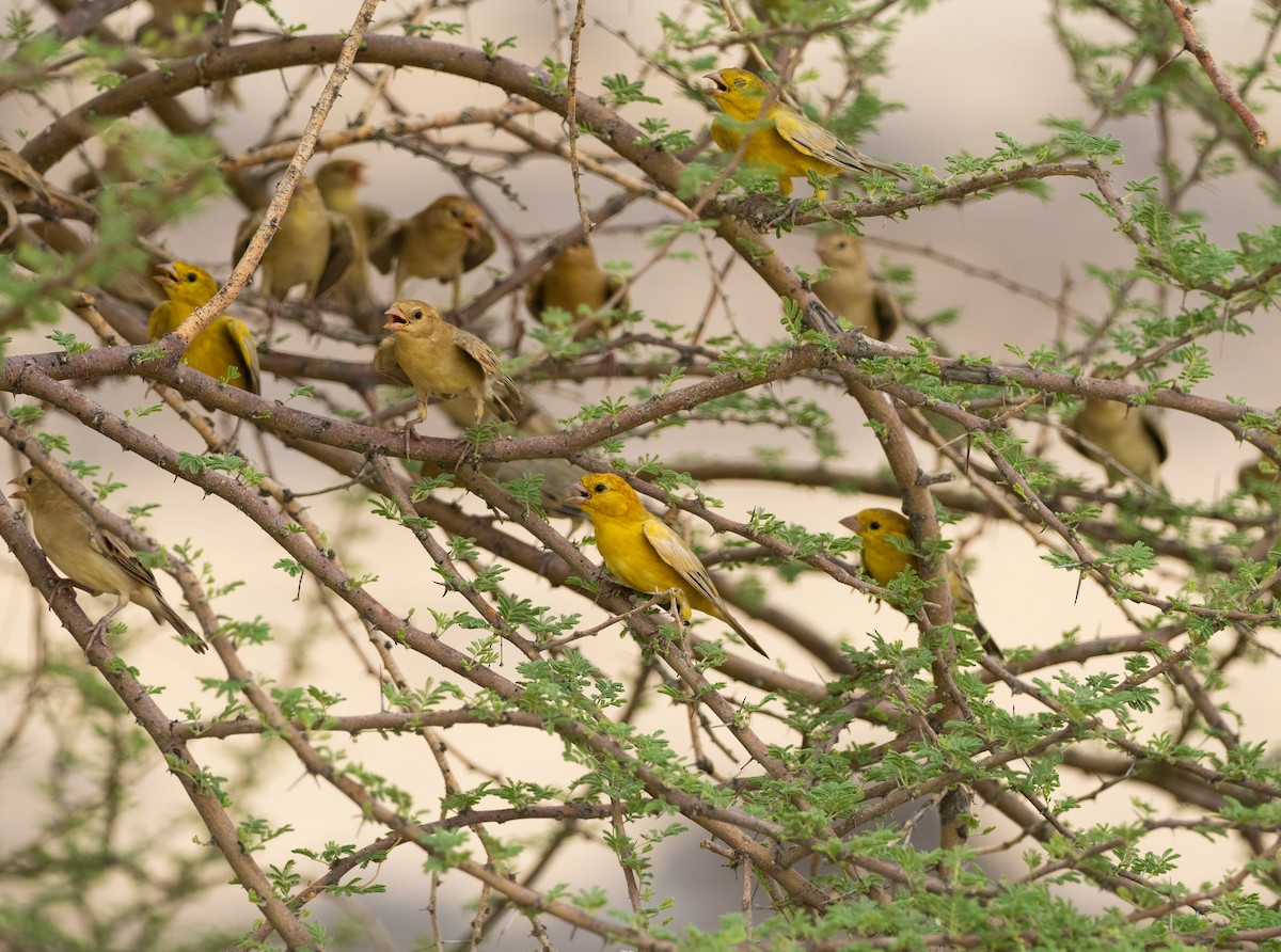 Arabian Golden Sparrow - ML607473891