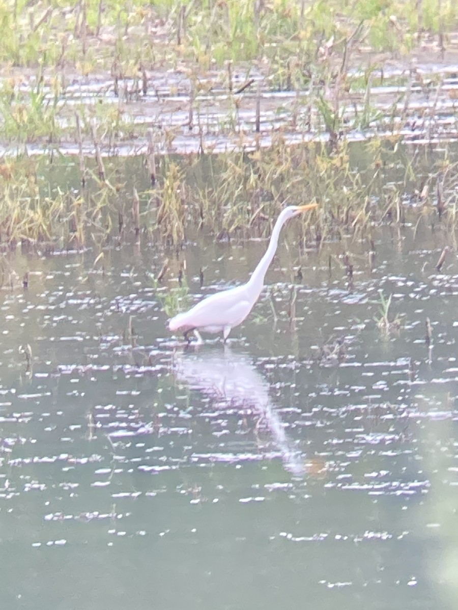 Great Egret (American) - ML607474401