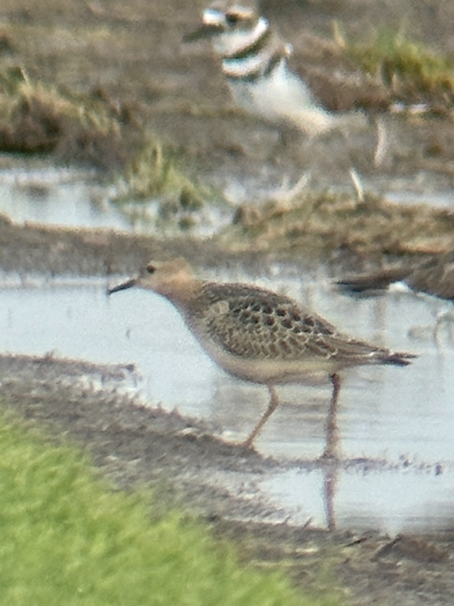 Buff-breasted Sandpiper - Gary Langell