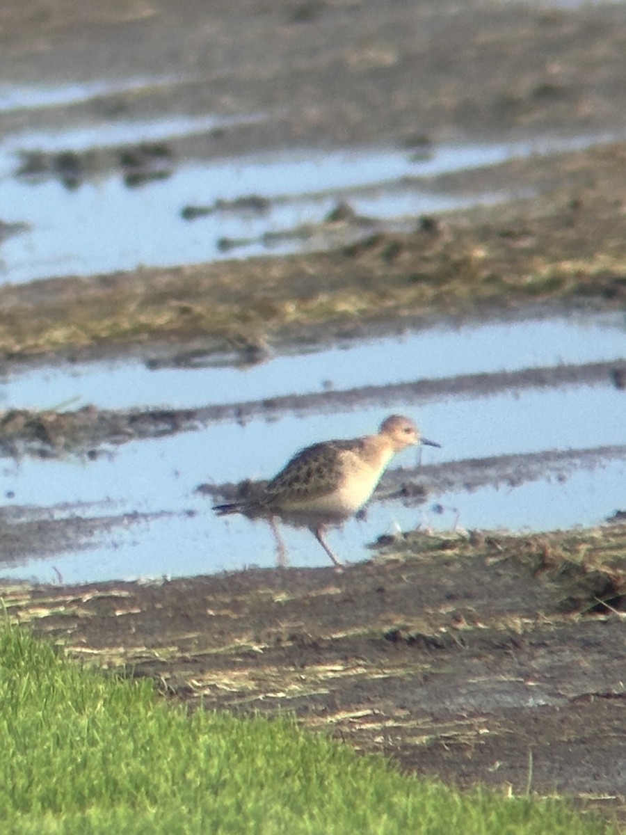 Buff-breasted Sandpiper - Gary Langell