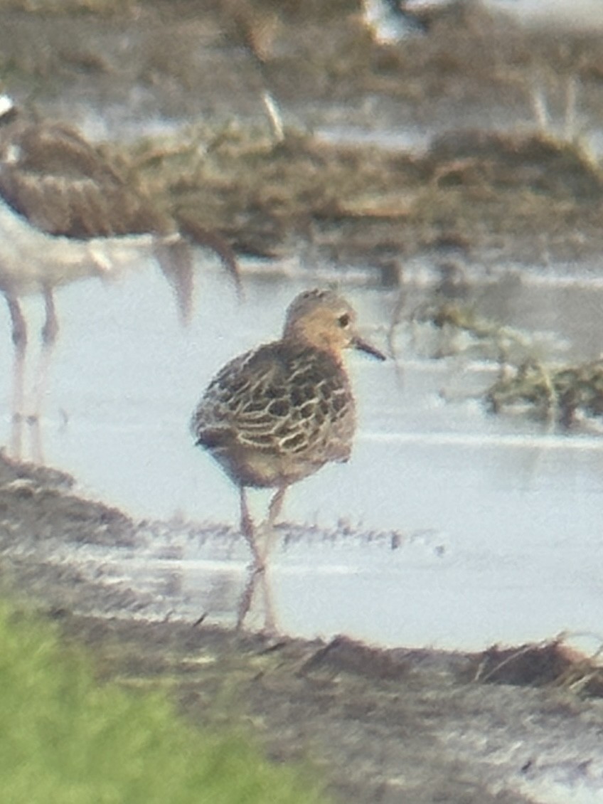 Buff-breasted Sandpiper - Gary Langell